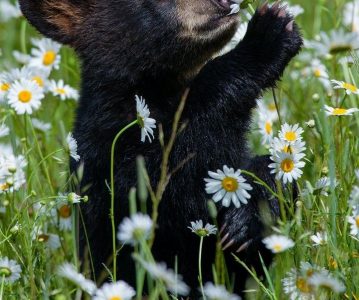 Angela the Bear   – by Emma my niece